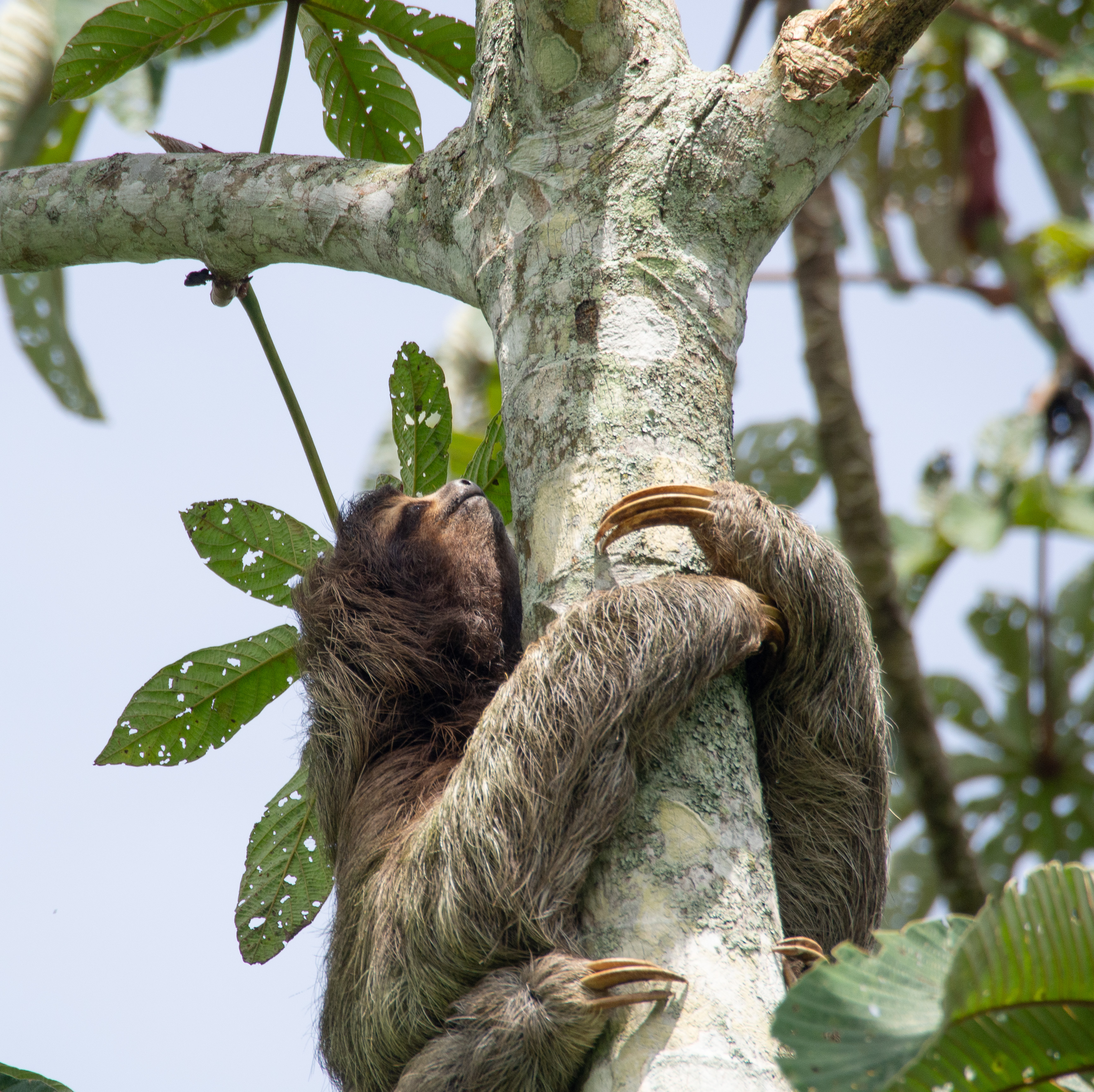 Climbing Sloth