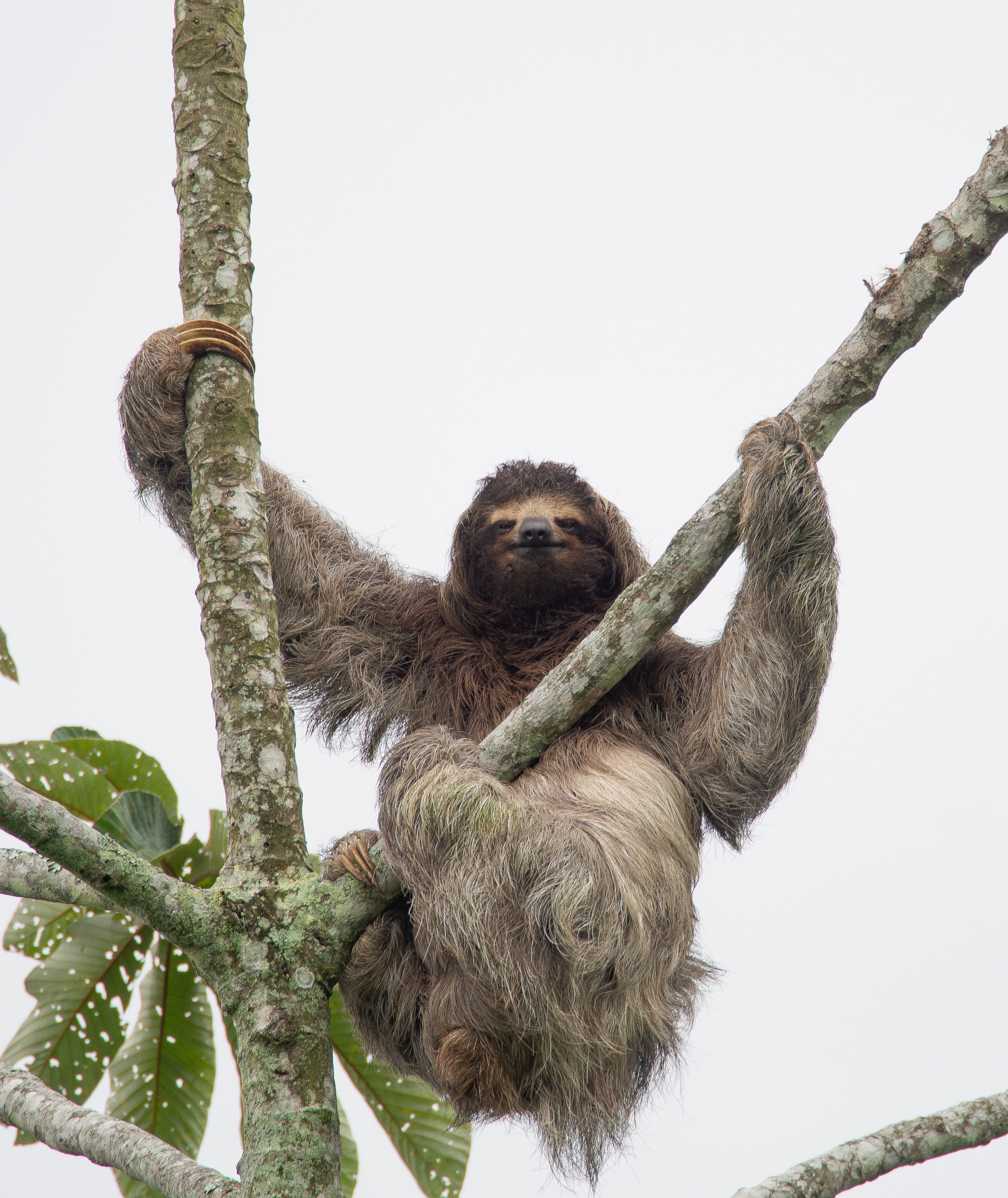 Hanging Sloth